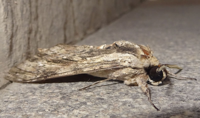 Agrius convolvuli - Sphingidae